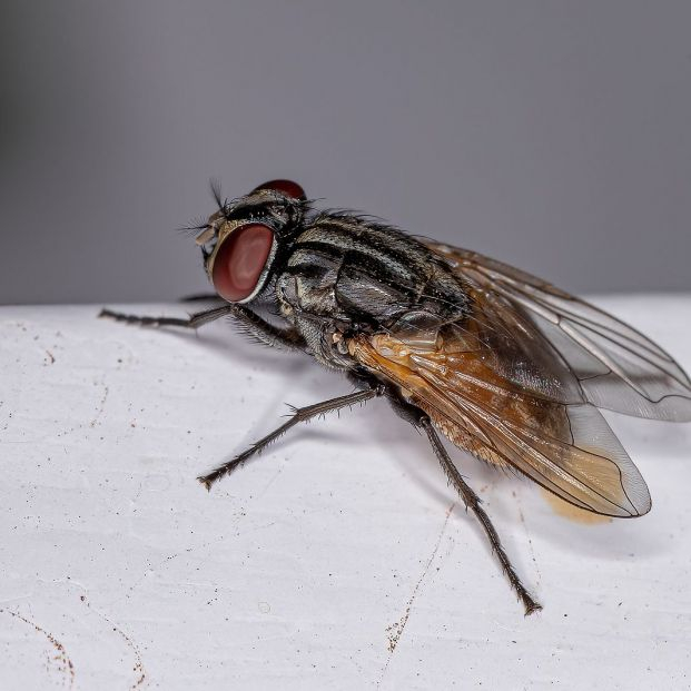 El truco viral de TikTok para deshacerte de las moscas en casa