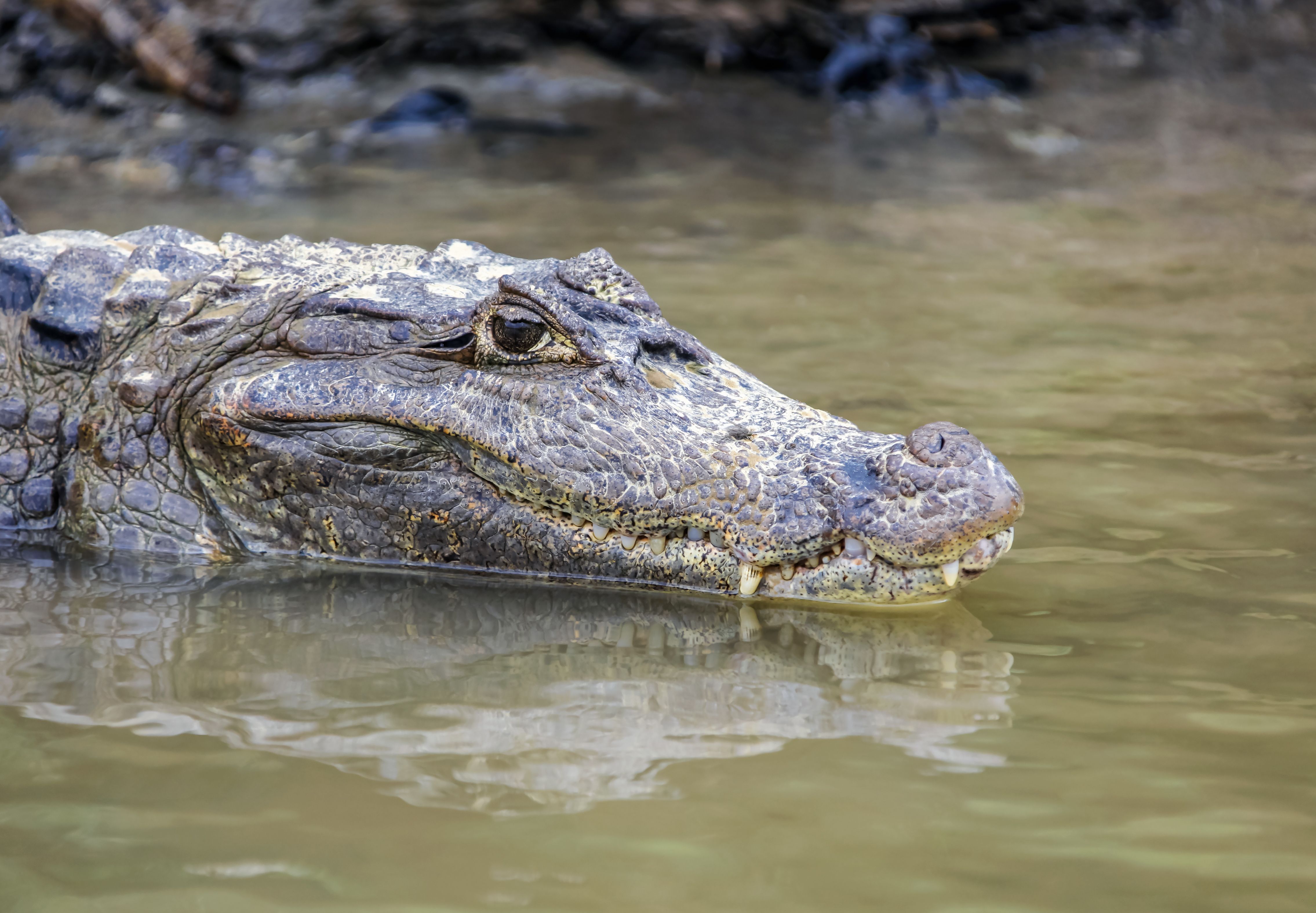 Rescate al límite: unos buzos buscan a una madre y su hijo en un estanque lleno de caimanes