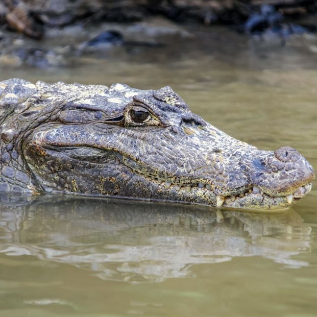 Rescate al límite: unos buzos buscan a una madre y su hijo en un estanque lleno de caimanes