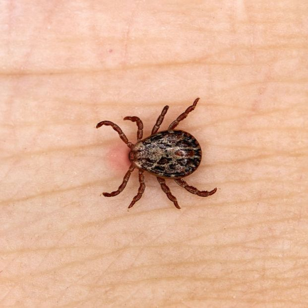 Aumentan los casos de Lyme, una patología emergente causada por garrapatas