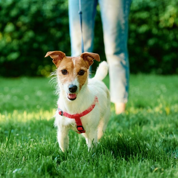 'La regla de los 5 segundos': el truco para saber si puedes pasear a tu perro en verano