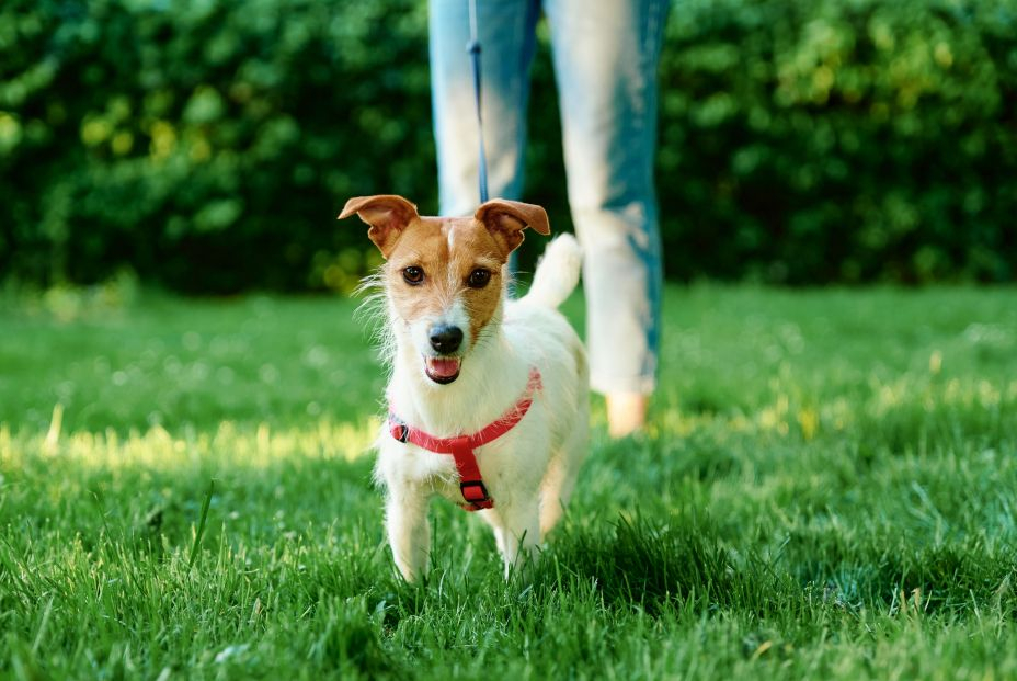 'La regla de los 5 segundos': el truco para saber si puedes pasear a tu perros en verano