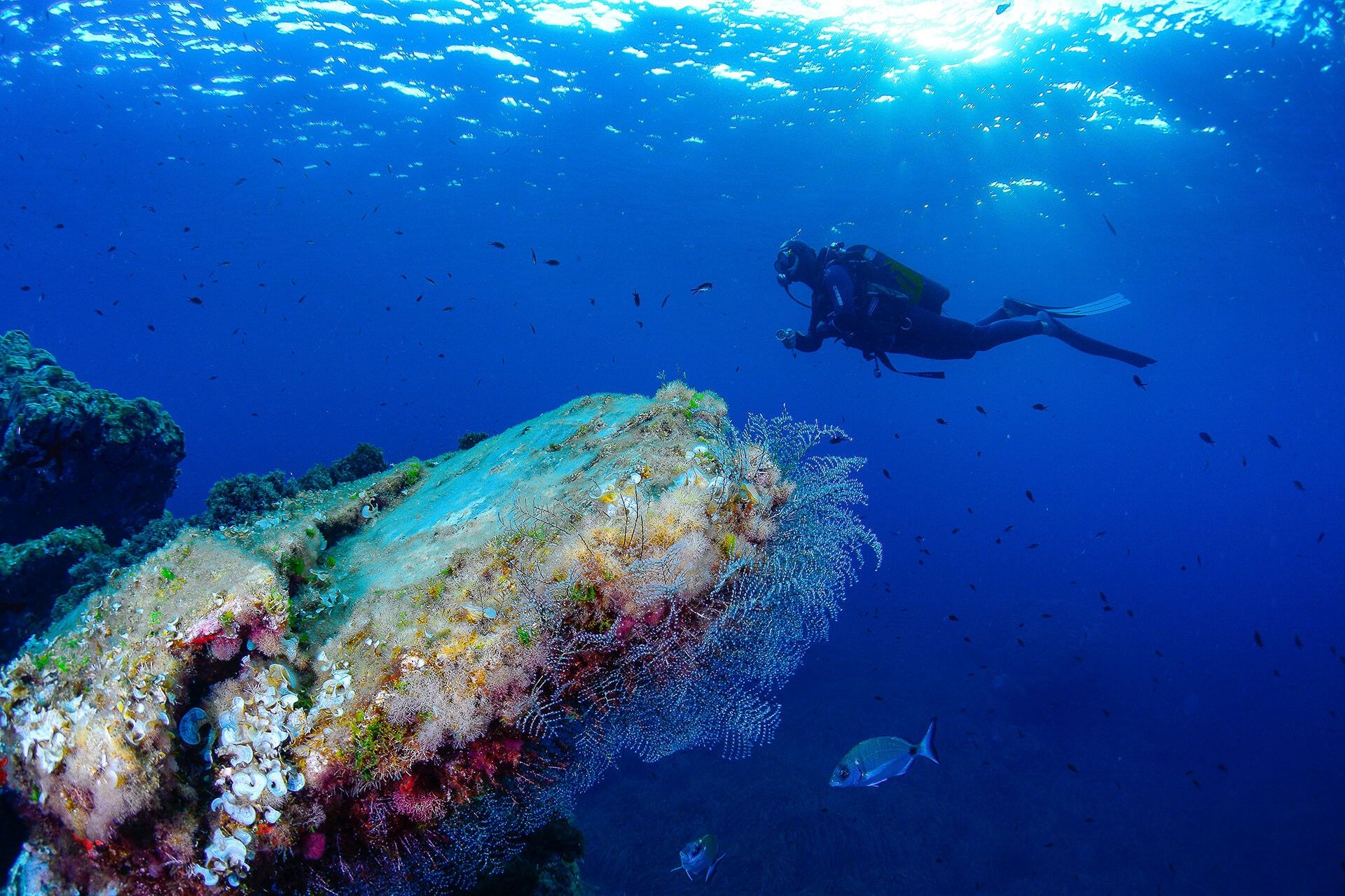Submarinismo y gastronomía en la Región de Murcia. Foto: ACBRM Submarinismo y gastronomía en la Región de Murcia. Foto: ACBRM