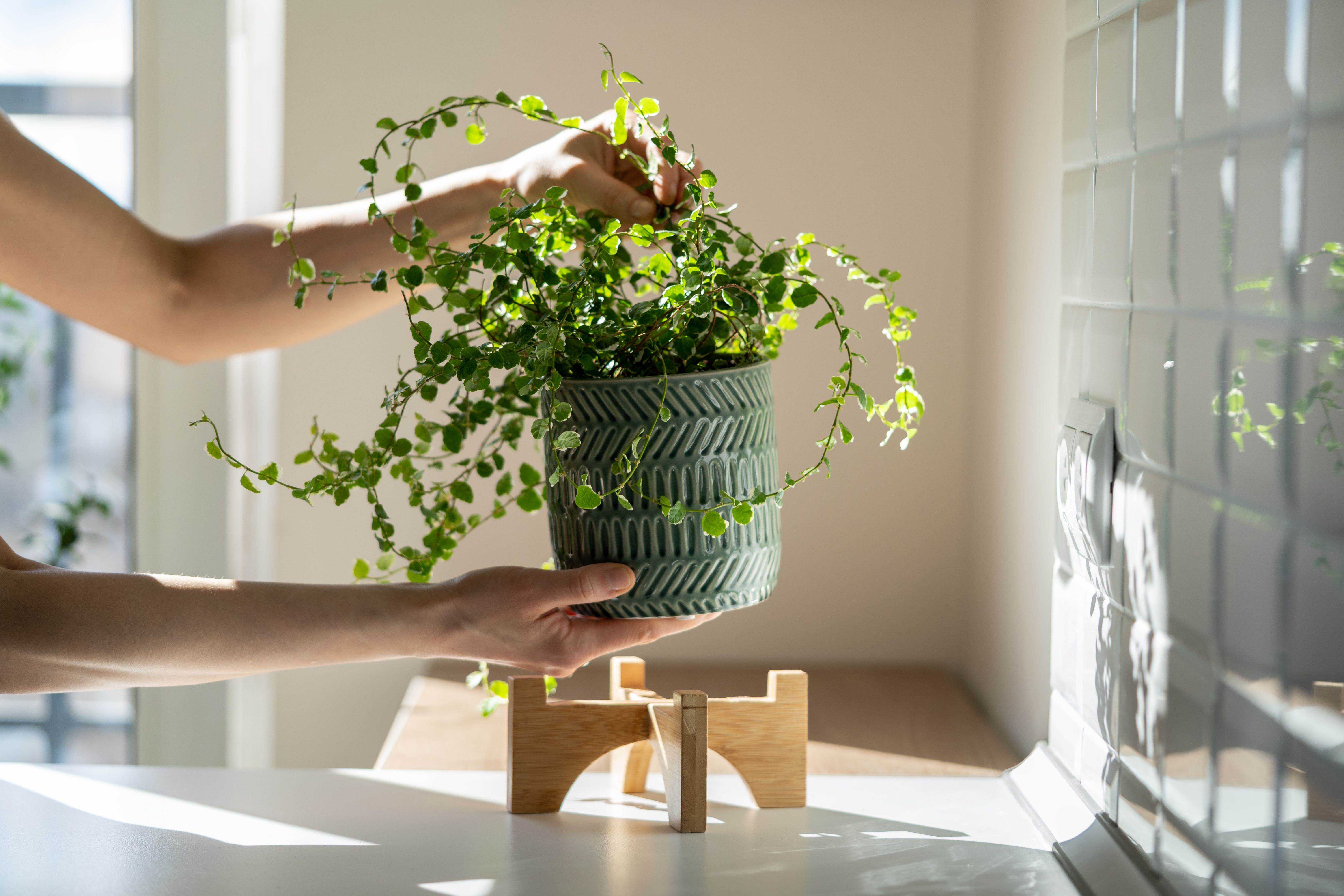 Cómo proteger a tus plantas del calor y conseguir que sobrevivan al verano