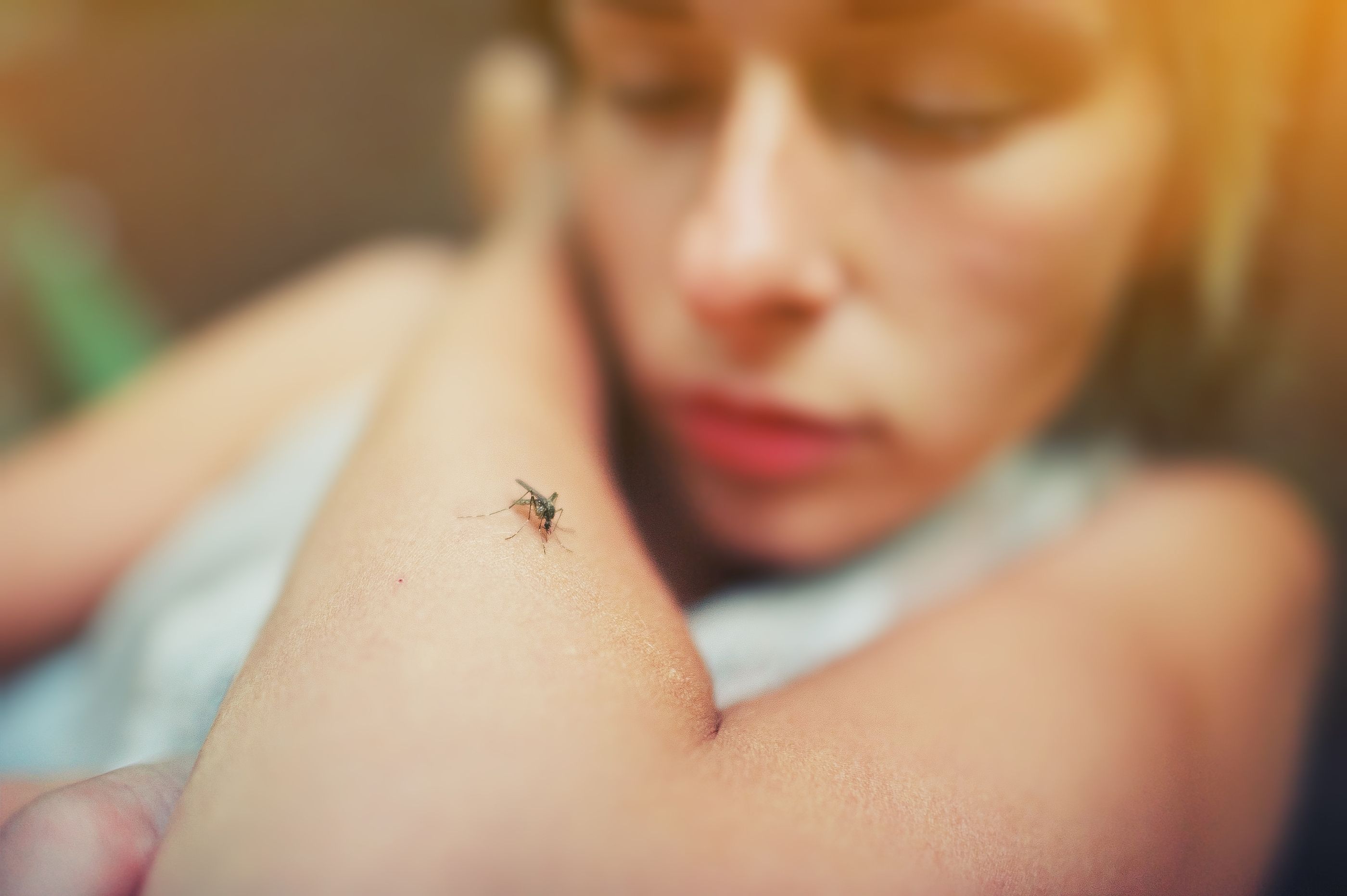 Estos son los colores de ropa que más atraen a los mosquitos