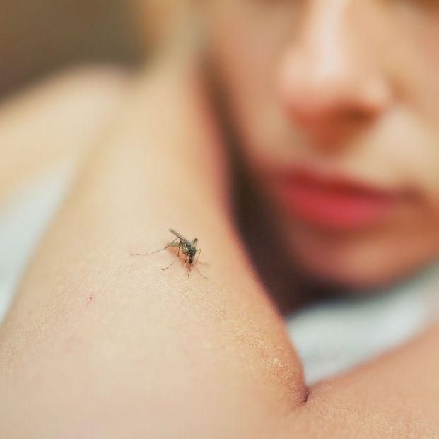 Estos son los colores de ropa que más atraen a los mosquitos Estos son los colores de ropa que más atraen a los mosquitos