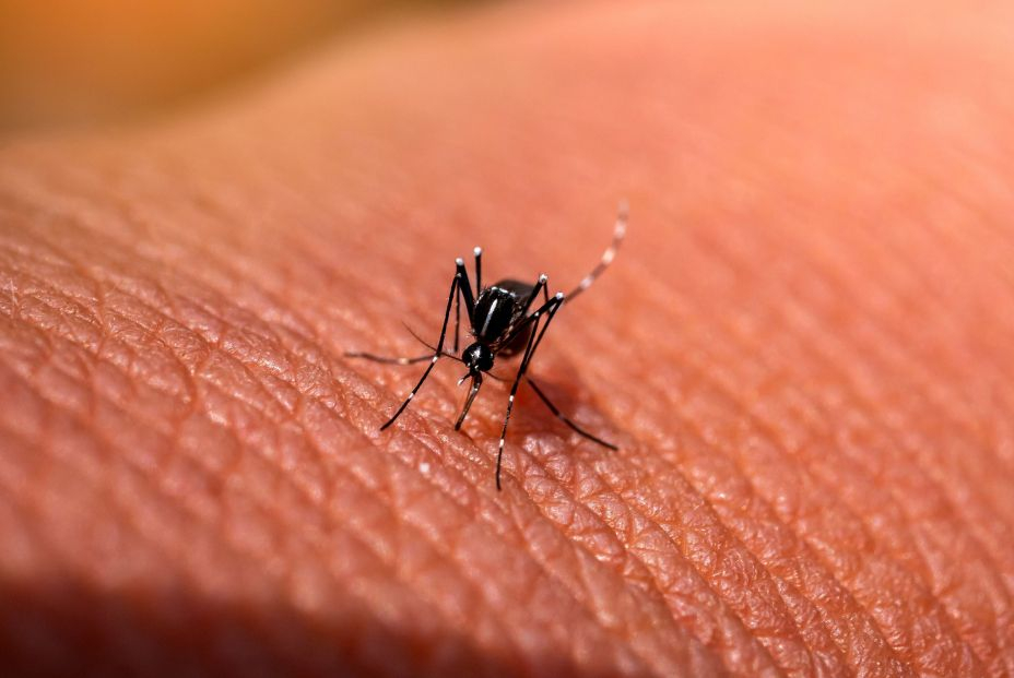 Estos son los colores de ropa que más atraen a los mosquitos Estos son los colores de ropa que más atraen a los mosquitos