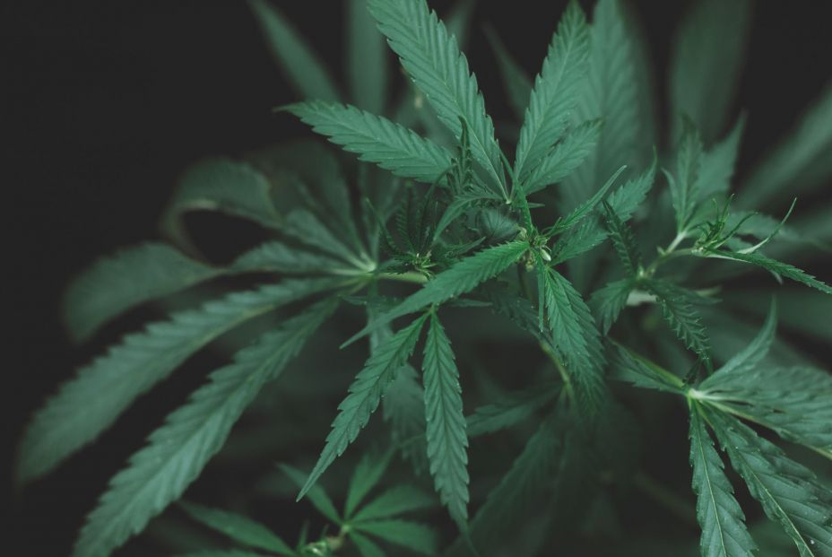 bigstock Large Leaves Of Marijuana On A 452454861 bigstock Large Leaves Of Marijuana On A 452454861