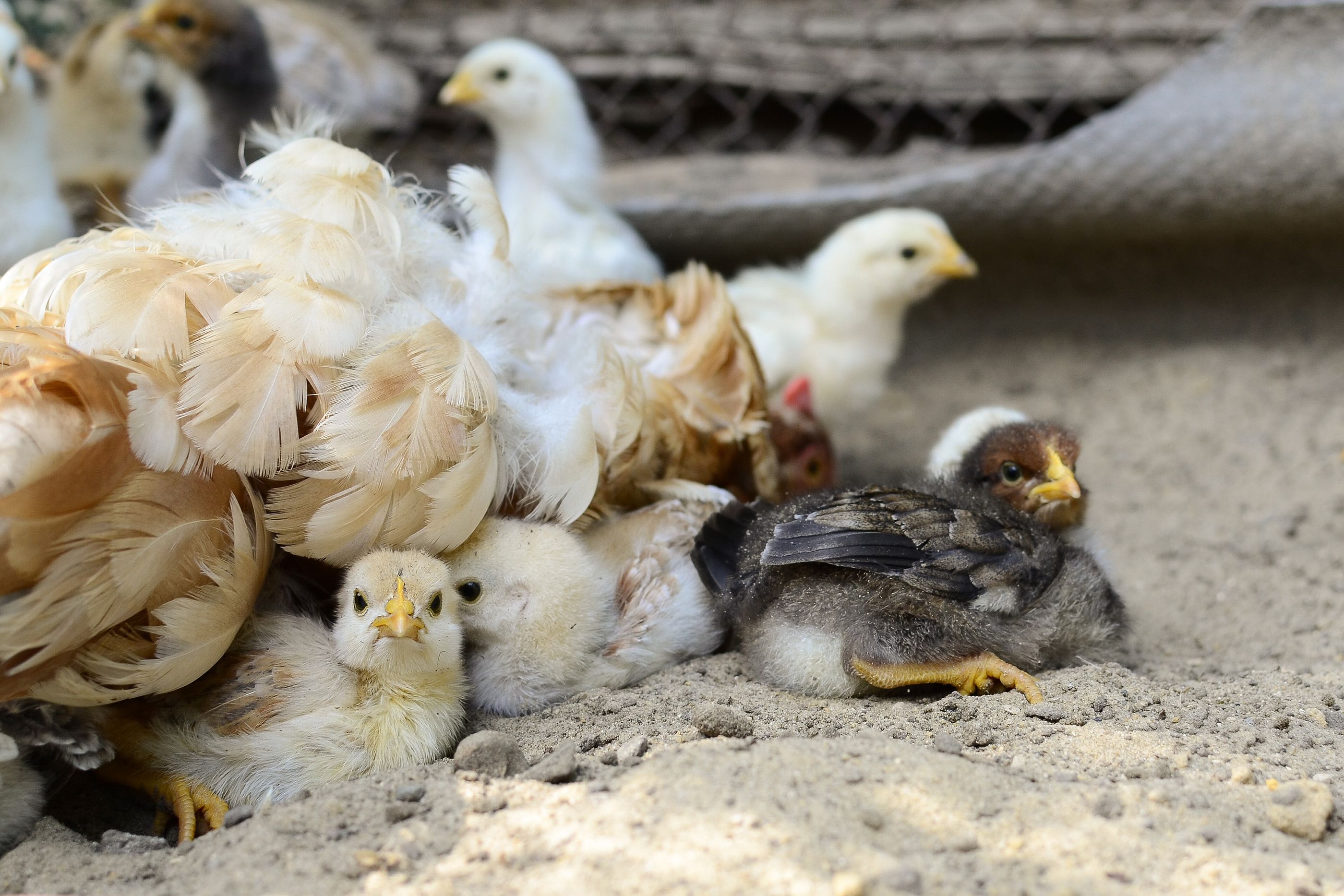 Desabastecimiento de pollo: alertan de que en octubre podría dejar de producirse