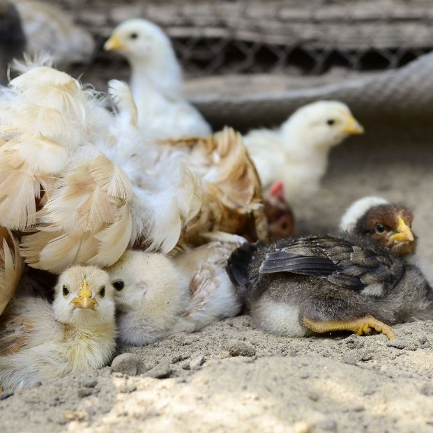 Desabastecimiento de pollo: alertan de que en octubre podría dejar de producirse