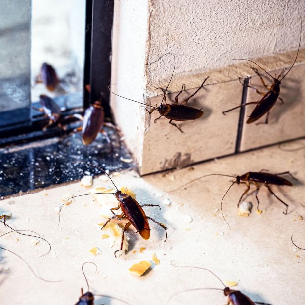 Alerta por el repunte "crítico" de plagas en España: mosquitos, cucarachas, garrapatas y chinches