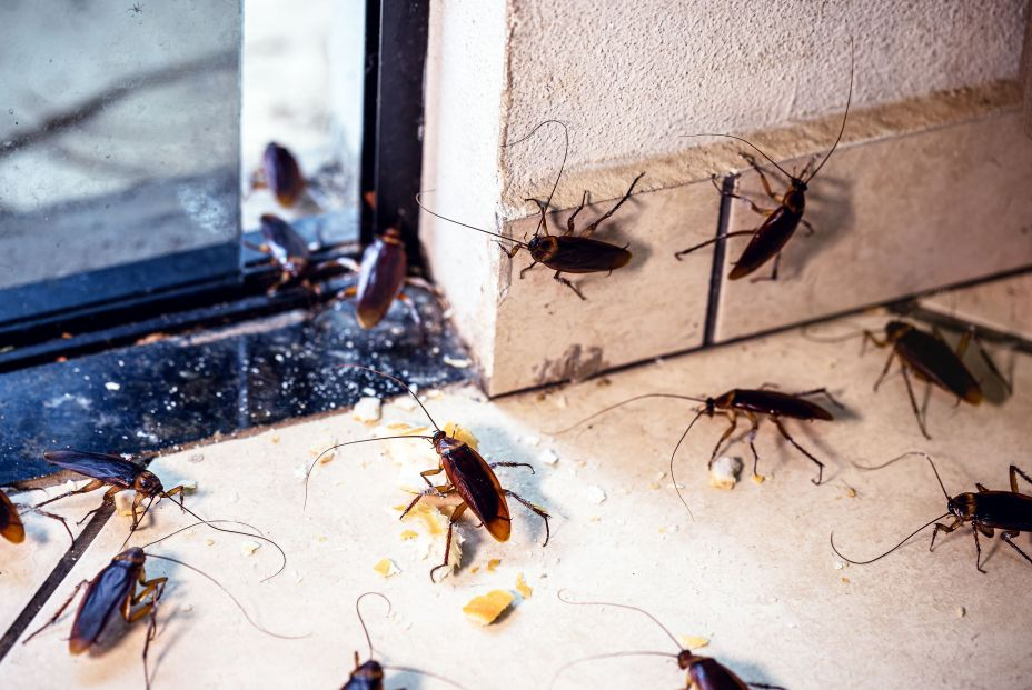 Alerta por el repunte "crítico" de plagas en España: mosquitos, cucarachas, garrapatas y chinches Alerta por el repunte "crítico" de plagas en España: mosquitos, cucarachas, garrapatas y chinches