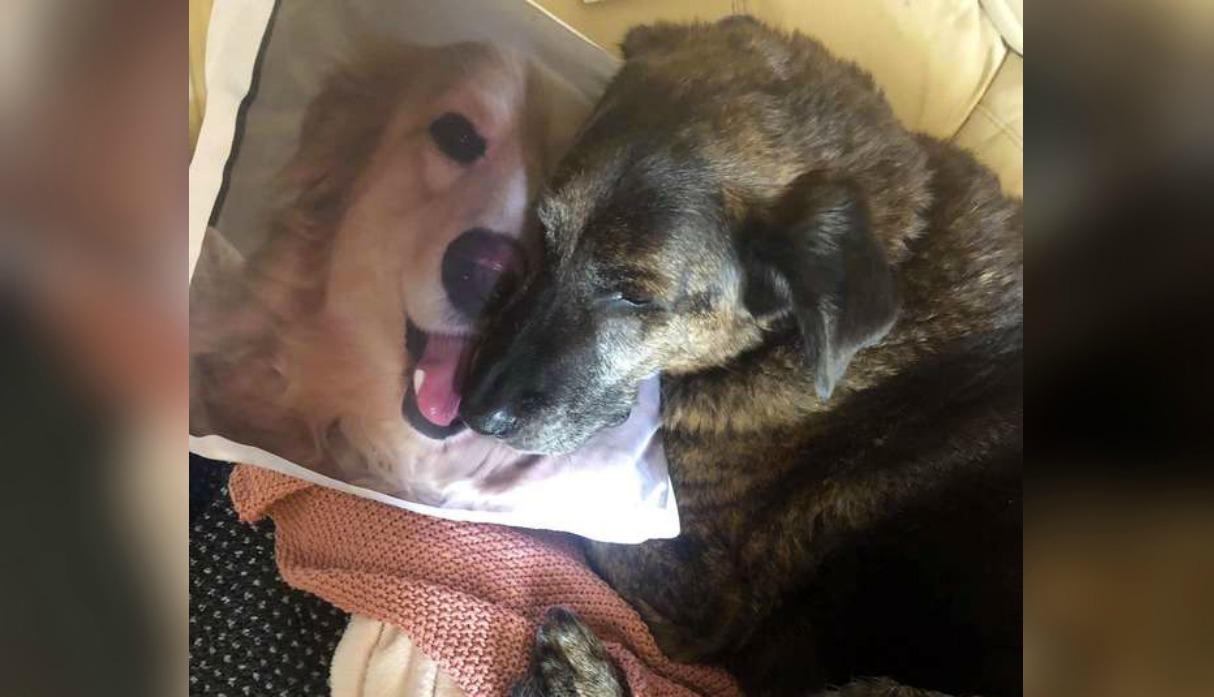 Spencer, el perro que no se separa de la almohada con la foto de su amigo muerto