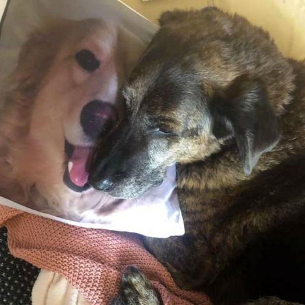 Spencer, el perro que no se separa de la almohada con la foto de su amigo muerto