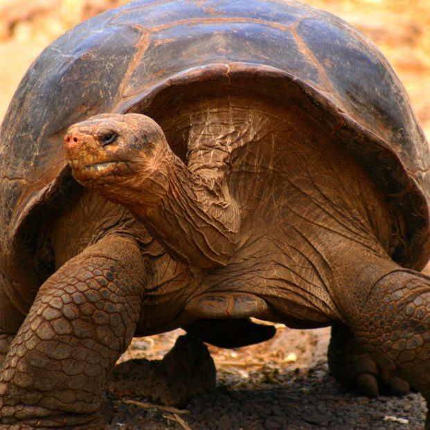 ¿Por qué las tortugas viven tanto? La ciencia desvela los secretos del envejecimiento