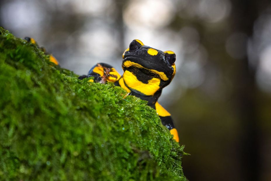 Salamandra Salamandra