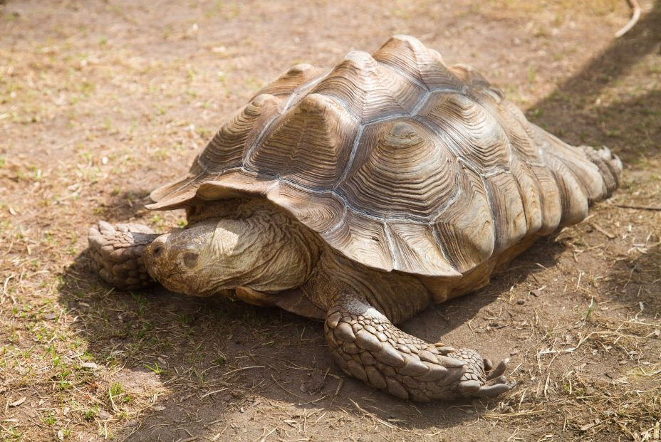 Qué podemos aprender de los animales más longevos del planeta