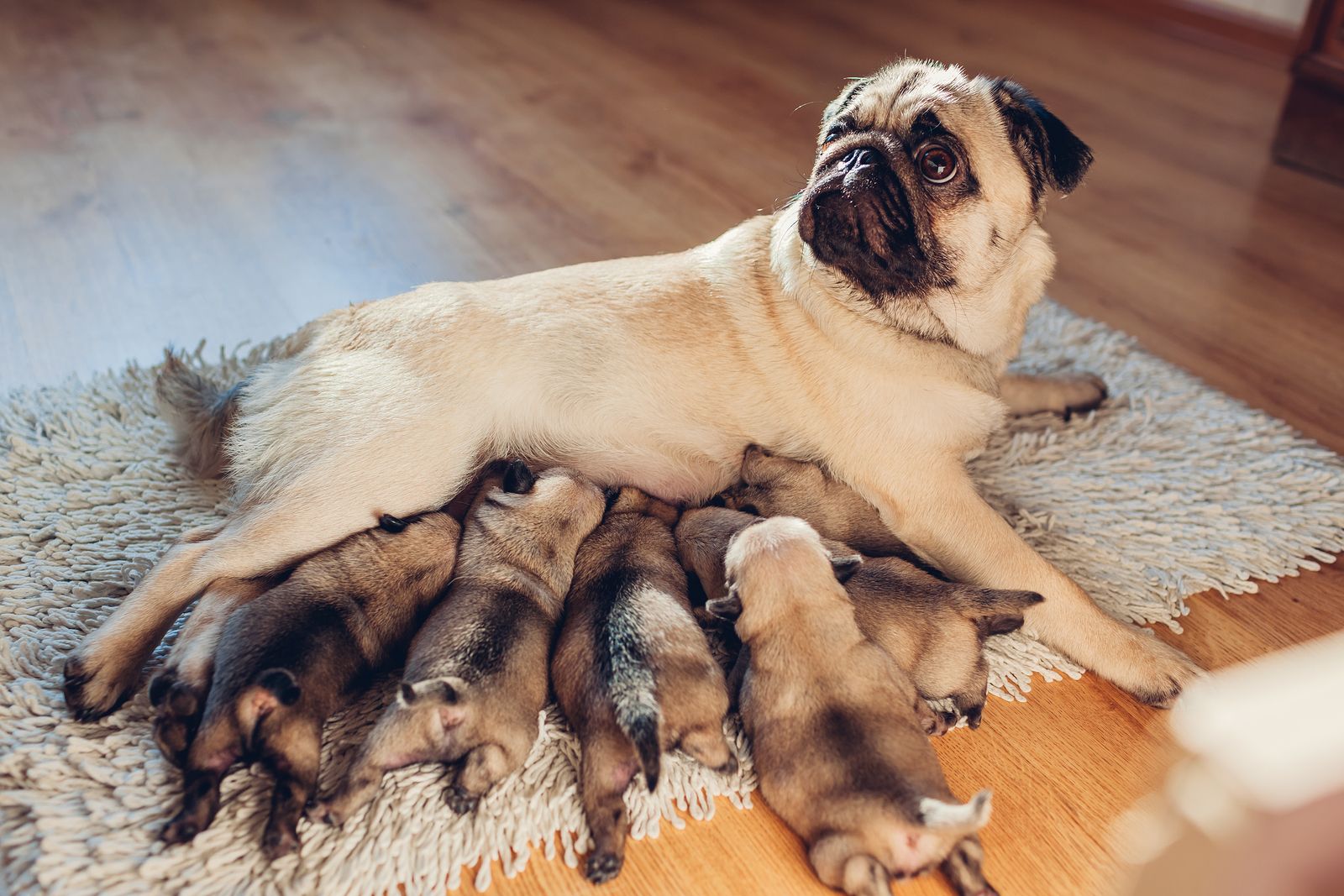 Perra con sus cachorros después de dar a luz