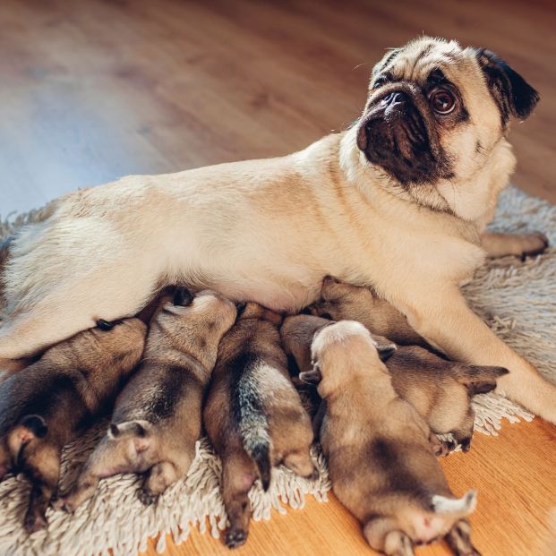 Una perra da a luz a 30 cachorros: estas son las tiernas imágenes de los  perritos