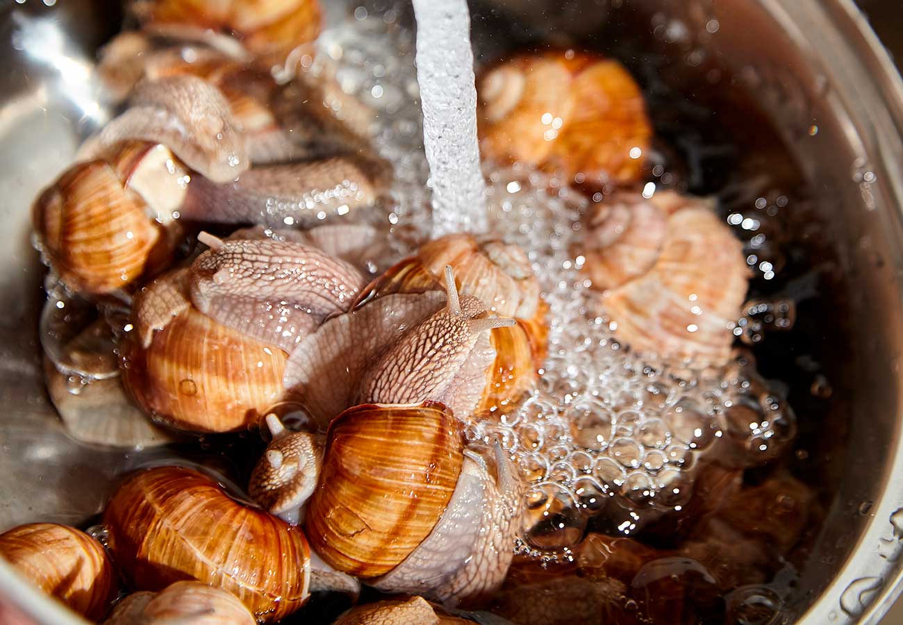 Cómo limpiar los caracoles fácilmente antes de cocinarlos