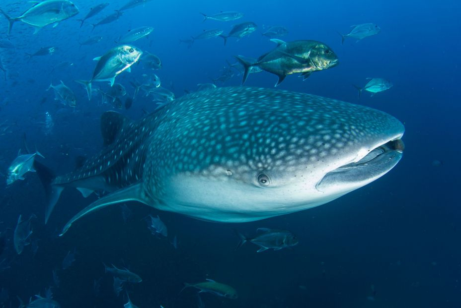 El pez más grande del mundo, en peligro de extinción