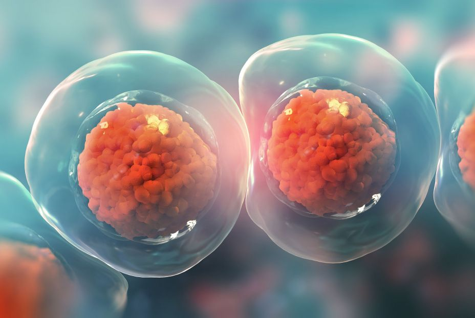 La donación de orina podría ser el método más eficaz para obtener células madre