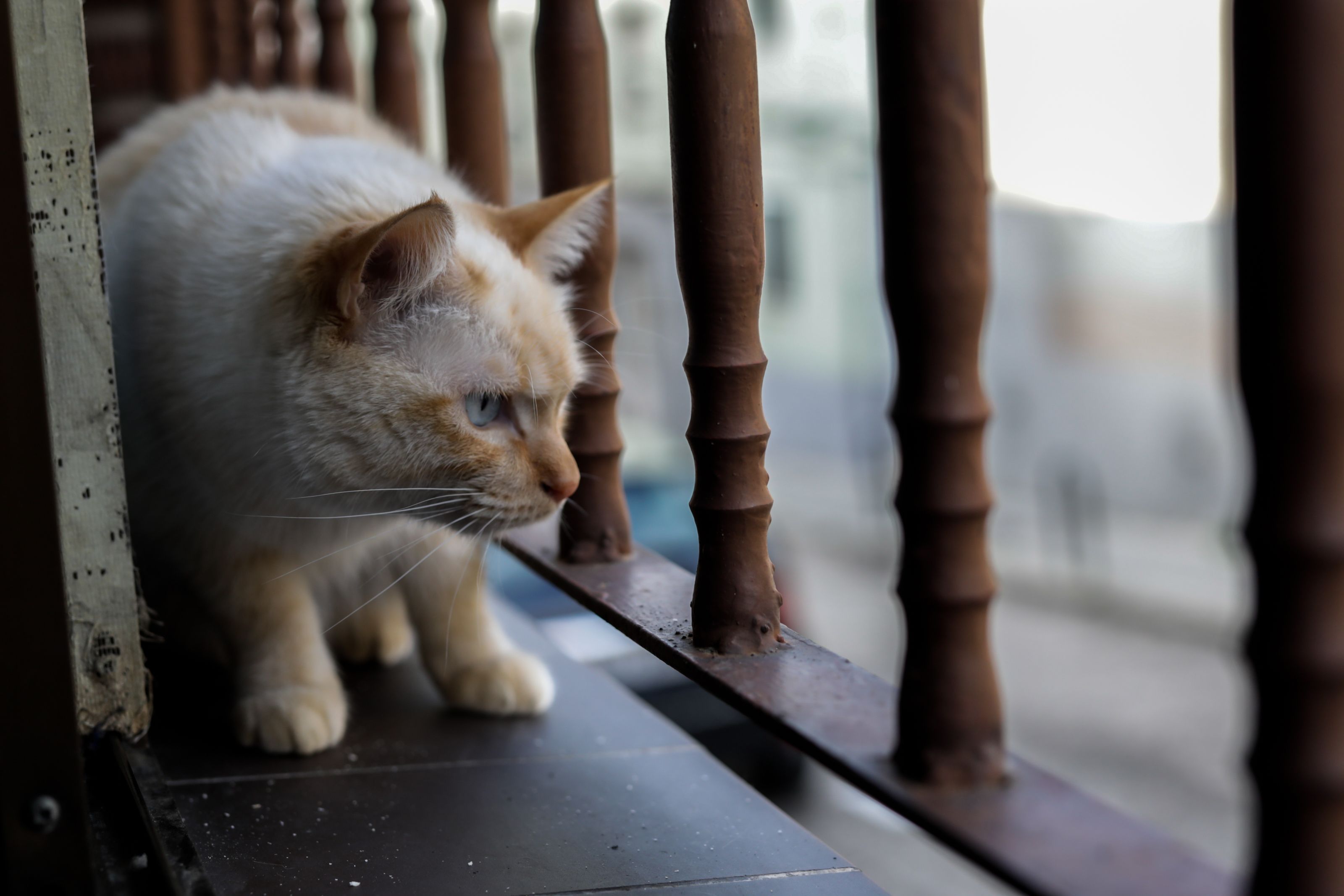 ¿Qué pasa si me voy de viaje y dejo a mi gato solo?