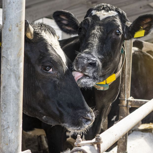 La Cámara Agraria de Madrid presenta los resultados del estudio sobre las granjas de vacuno lechero