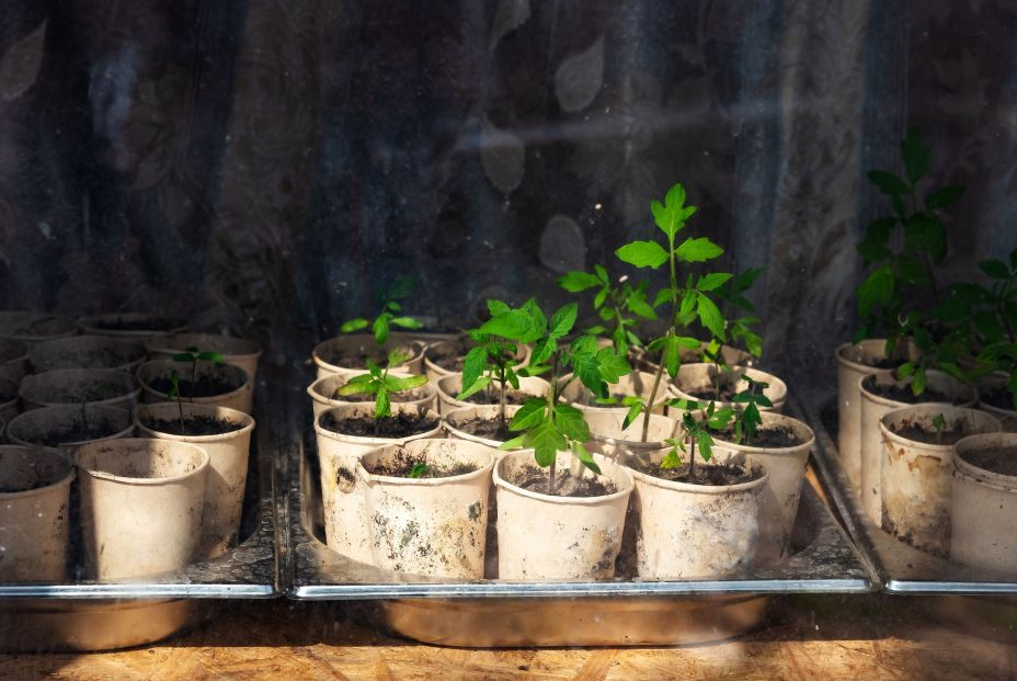 La jardinería puede mejorar la salud mental, según un estudio