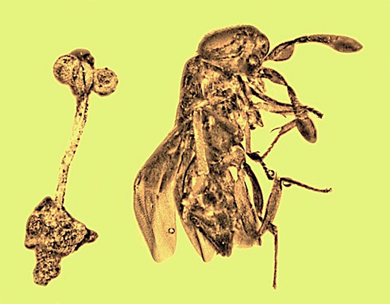 Hallan una flor desconocida con una avispa en una tumba de 30 millones de años