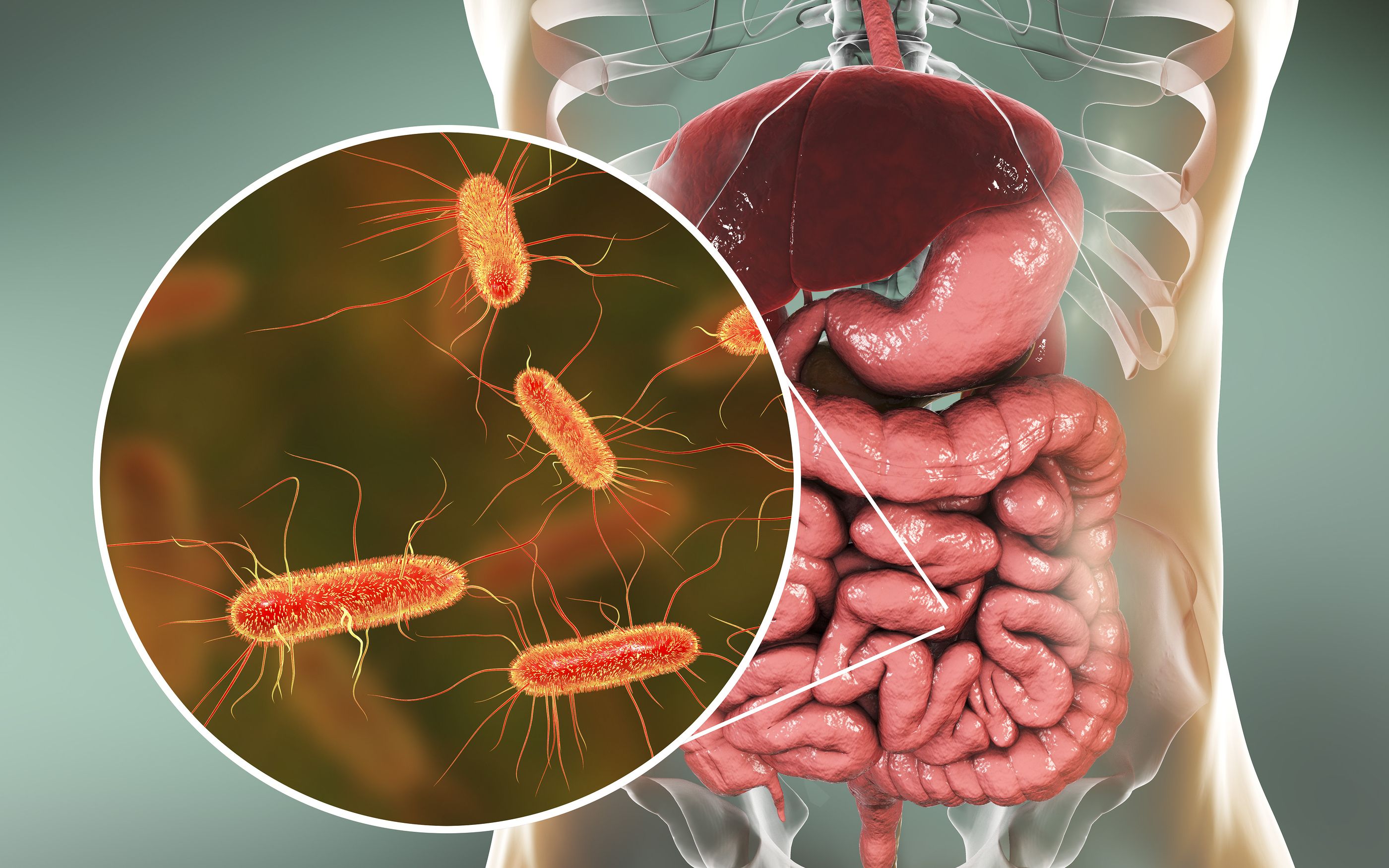 Bacterias del intestino (trasplante de heces)