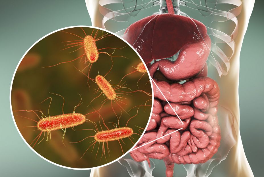 Bacterias del intestino (trasplante de heces)