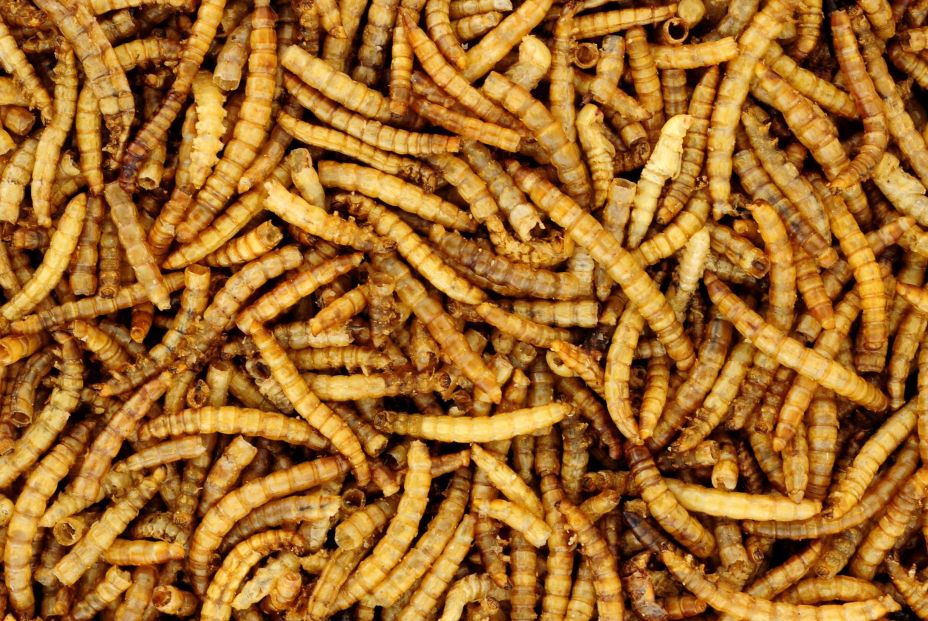 Cuatro insectos comestibles que encontrarás en el supermercado