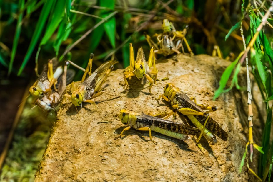 Cuatro insectos comestibles que encontrarás en el supermercado