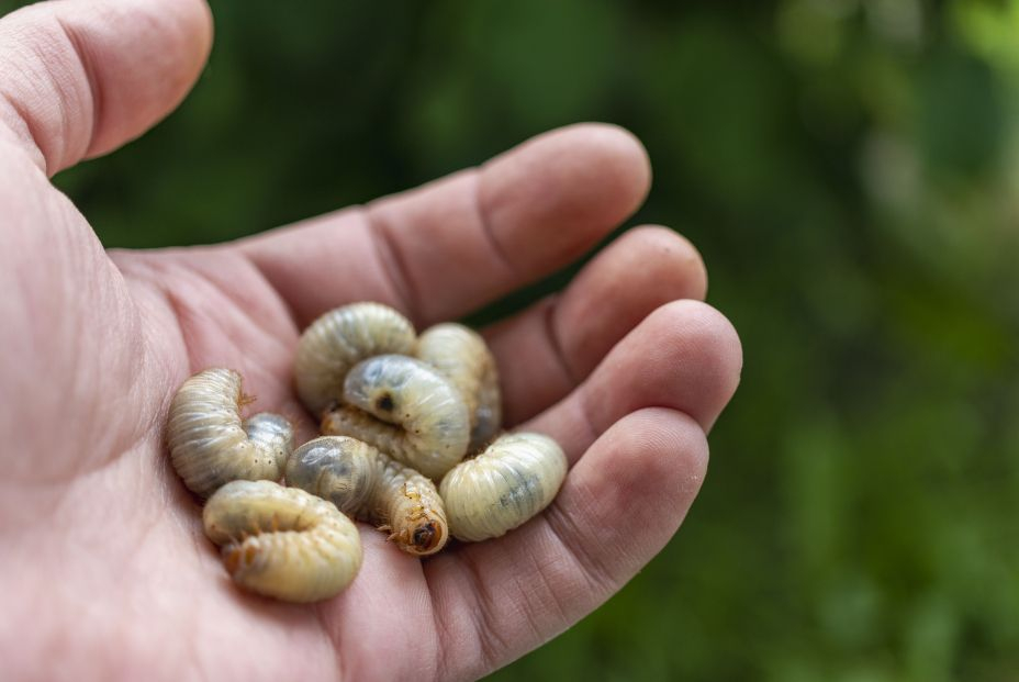 Cuatro insectos comestibles que encontrarás en el supermercado