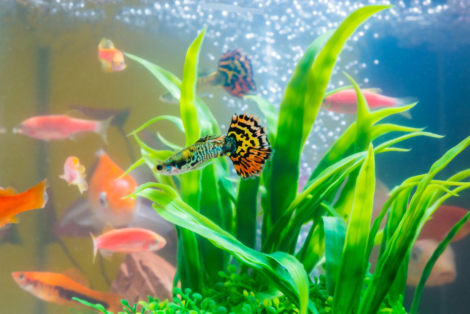 Las mejores plantas para tu acuario