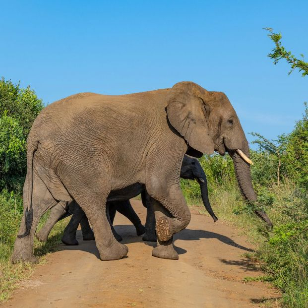 elefante bigstock