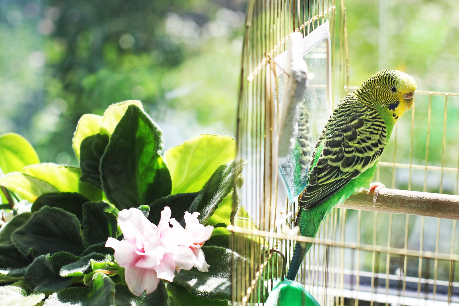 Razones para tener un pájaro doméstico