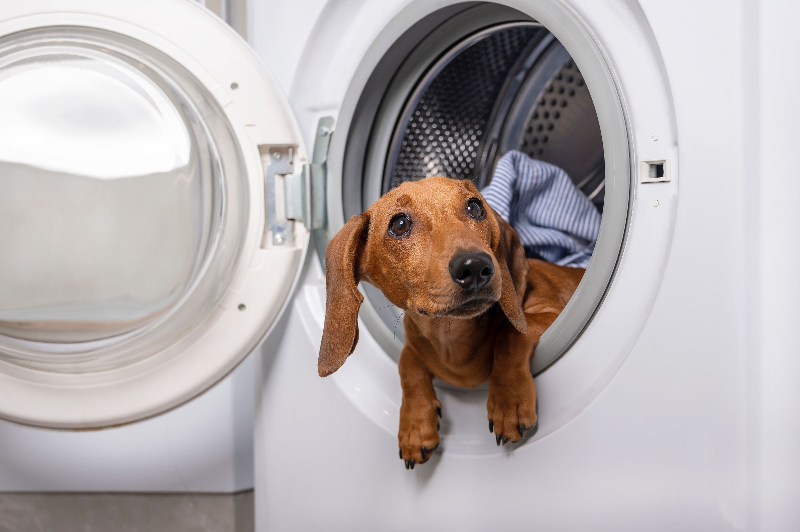 Cómo quitar el pelo de perros y gatos para que no estropee la lavadora