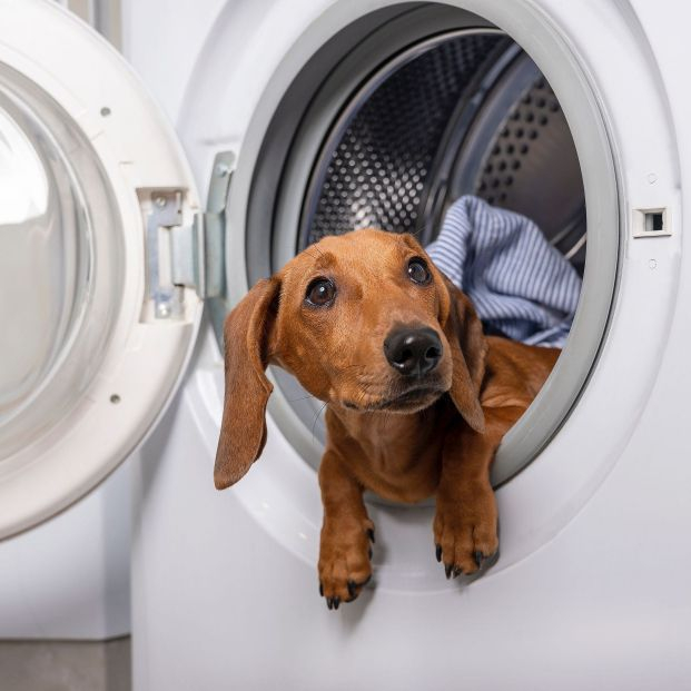 Cómo quitar el pelo de perros y gatos para que no estropee la lavadora