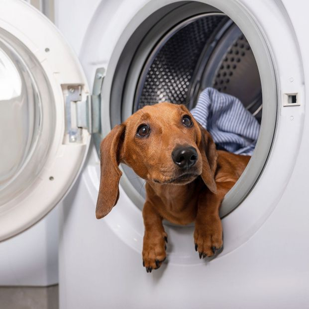 Trucos para quitar el pelo animal de la ropa