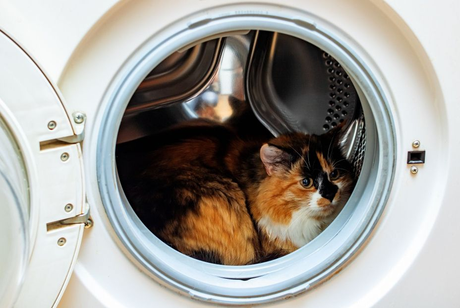 Cómo quitar el pelo de perros y gatos para que no estropee la lavadora Cómo quitar el pelo de perros y gatos para que no estropee la lavadora