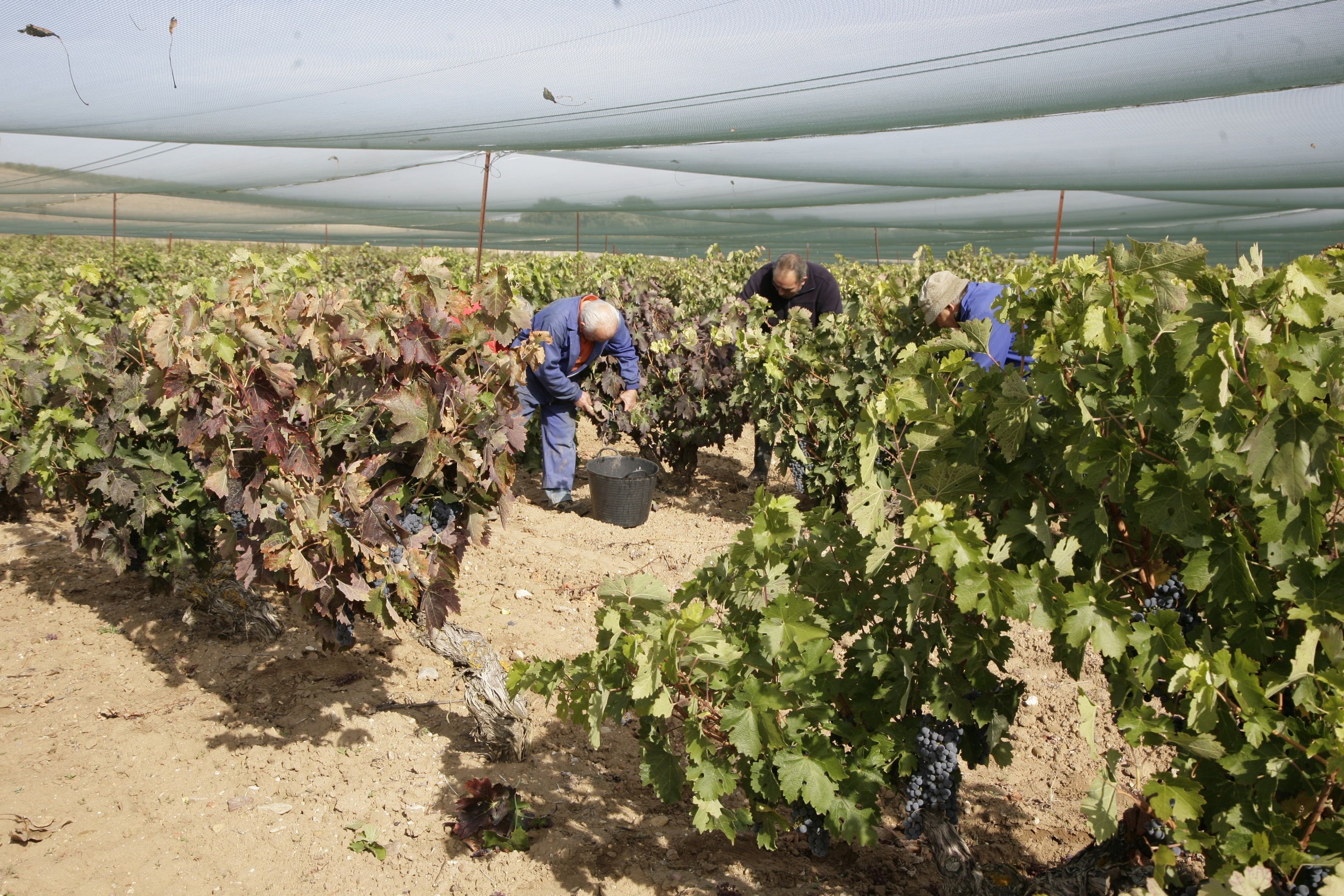 El campo envejece: la edad media de los agricultores en España es de 61,4 años