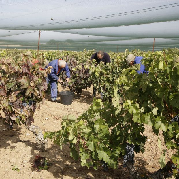 El campo envejece: la edad media de los agricultores en España es de 61,4 años