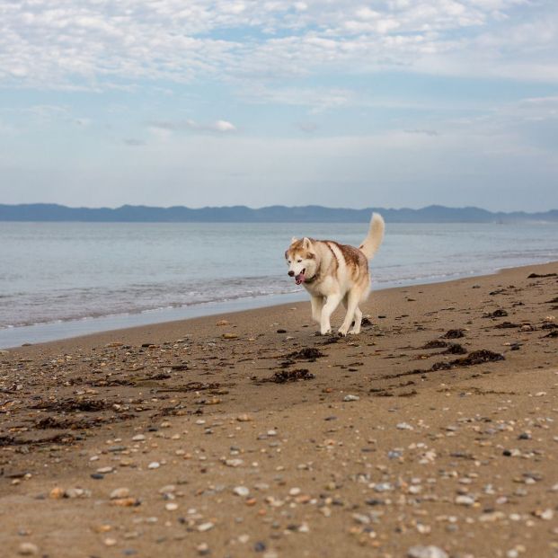 Playas caninas de las Islas Canarias