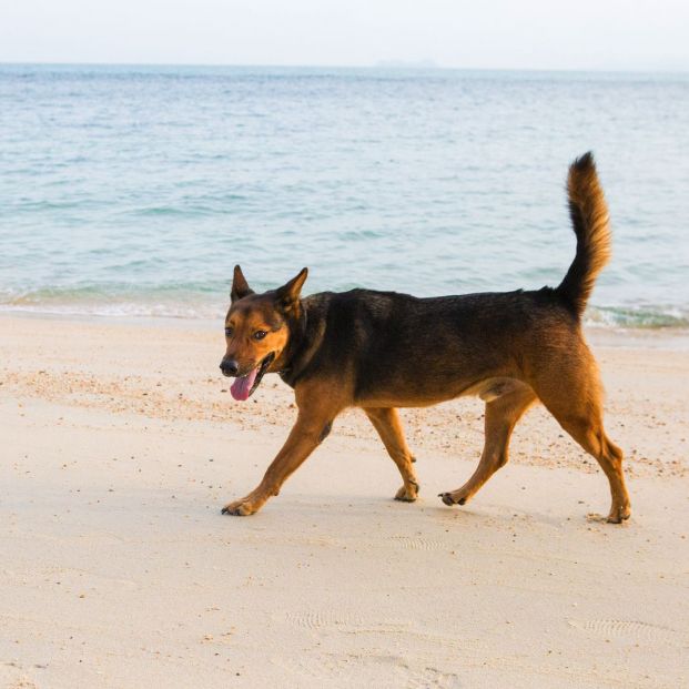 Playas caninas en las Islas Baleares