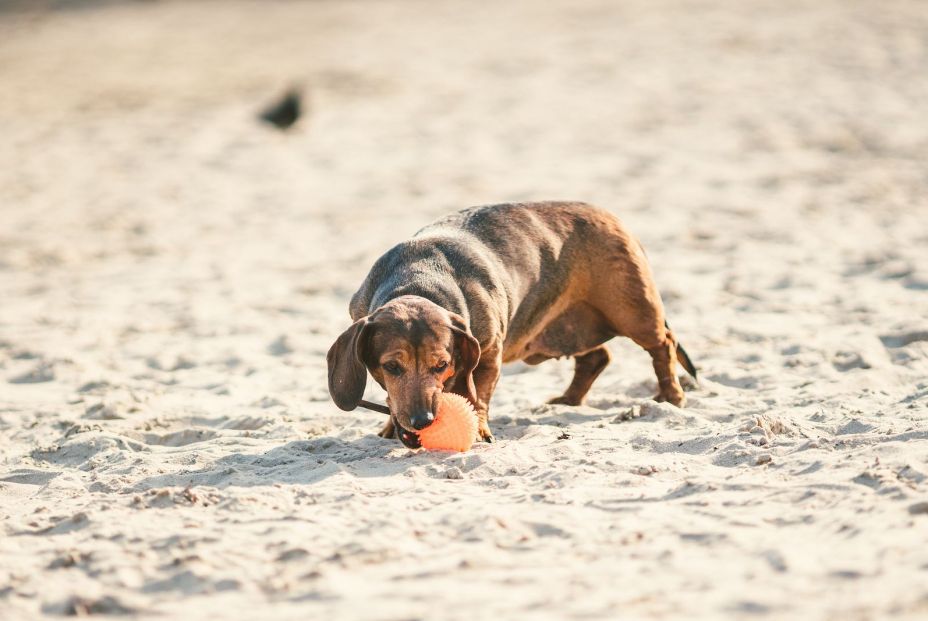 Las mejores playas caninas Las mejores playas caninas