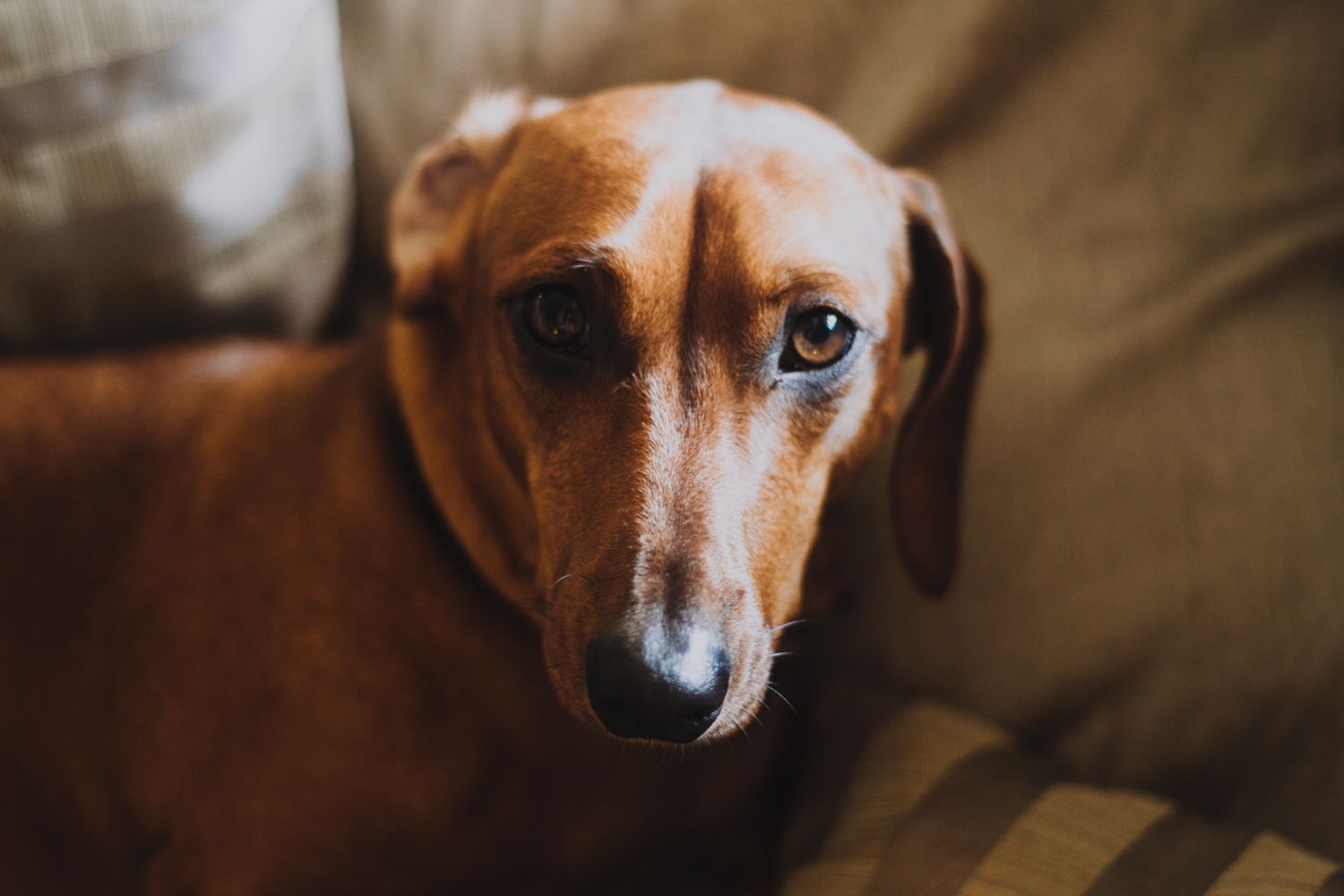 Cómo reconocer la enfermedad de Cushing en tu mascota