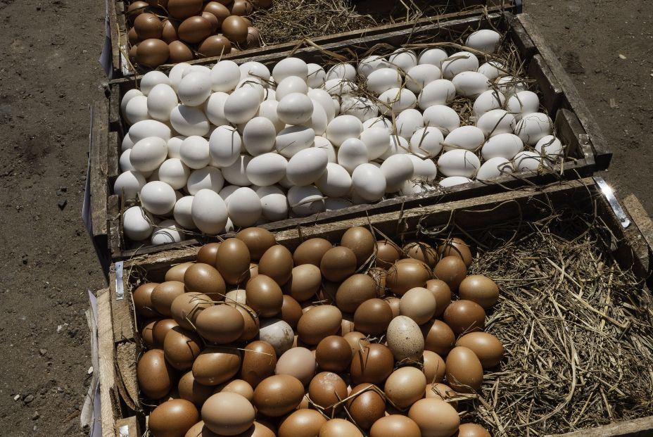 Cuidado en verano: apunta estos 10 consejos para que el huevo no te dé salmonelosis