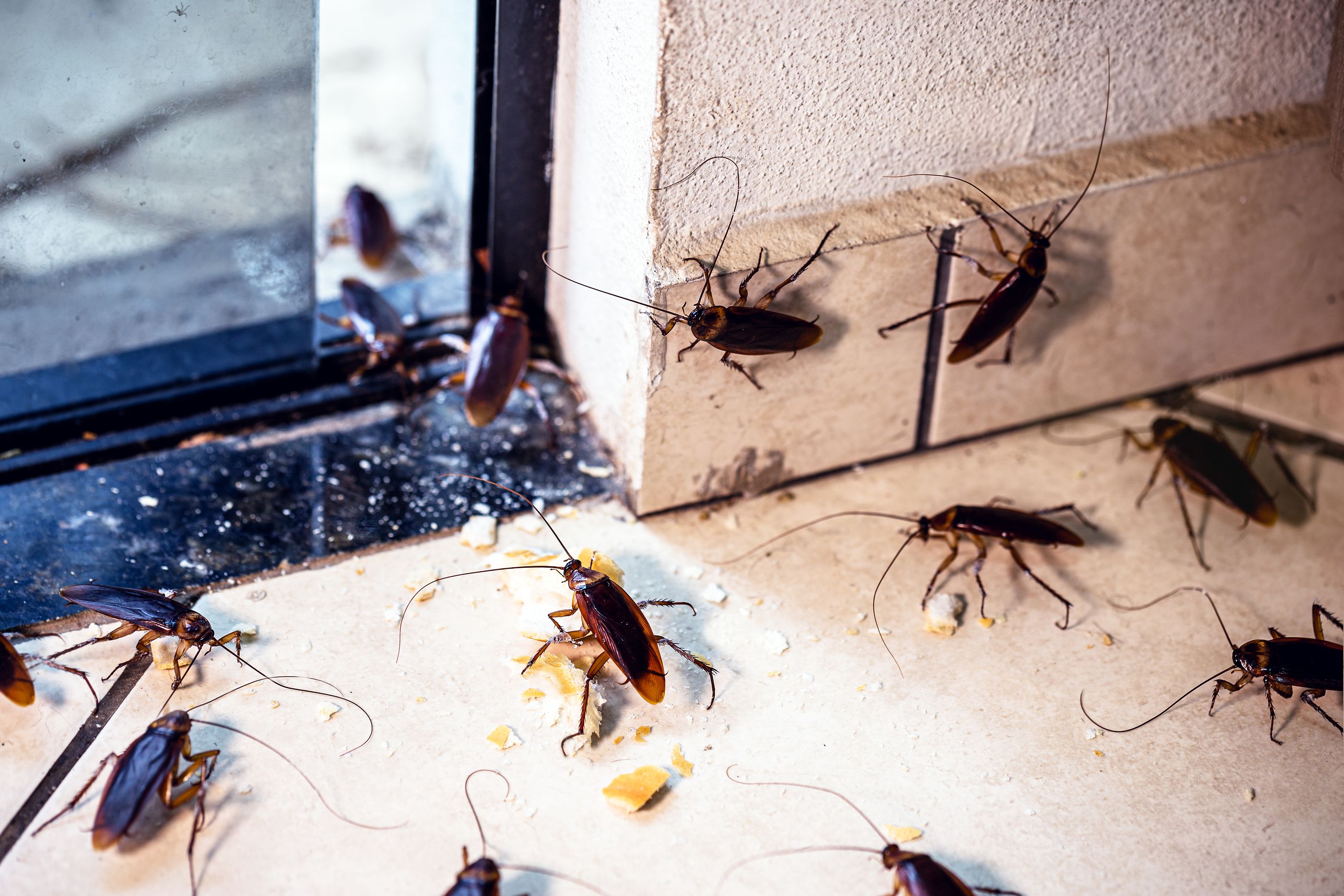 ¿Por qué no se debe pisar nunca una cucaracha? ¿Por qué no se debe pisar nunca una cucaracha?